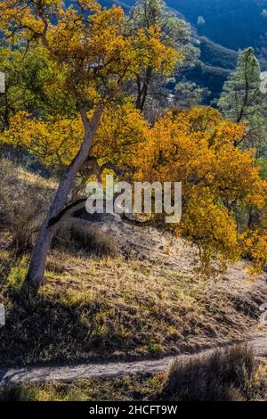 Condor Gulch Trail schlängelt sich durch mit Eichen und Grauen Pines bedeckte Hügel im Pinnacles National Park, Kalifornien, USA Stockfoto