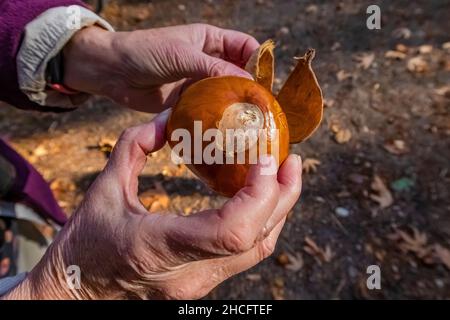 California Buckeye, Aesculus californica, Nüsse entlang Sycamore Trail im Pinnacles National Park Stockfoto