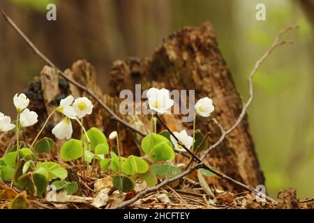 Im Frühling wachsen im Wald weiße Waldsorrel-Blüten Stockfoto