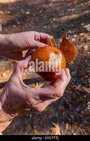 California Buckeye, Aesculus californica, Nüsse entlang Sycamore Trail im Pinnacles National Park Stockfoto