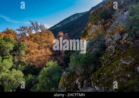 WESTERN Sycamore, Platanus racemosa, entlang des Bear Creek Pinnacles National Park, Kalifornien, USA Stockfoto