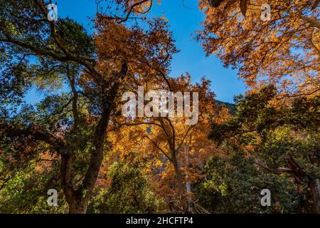 WESTERN Sycamore, Platanus racemosa, entlang des Bear Creek Pinnacles National Park, Kalifornien, USA Stockfoto