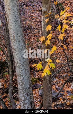 WESTERN Sycamore, Platanus racemosa, entlang des Bear Creek Pinnacles National Park, Kalifornien, USA Stockfoto