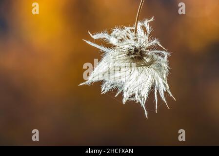 Virgin's Bower, Clematis ligusticifolia, federleichte Samenköpfe entlang des Sycamore Trail im Pinnacles National Park, Kalifornien, USA Stockfoto