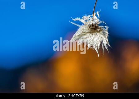Virgin's Bower, Clematis ligusticifolia, federleichte Samenköpfe entlang des Sycamore Trail im Pinnacles National Park, Kalifornien, USA Stockfoto