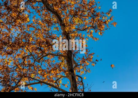 WESTERN Sycamore, Platanus racemosa, entlang des Bear Creek Pinnacles National Park, Kalifornien, USA Stockfoto