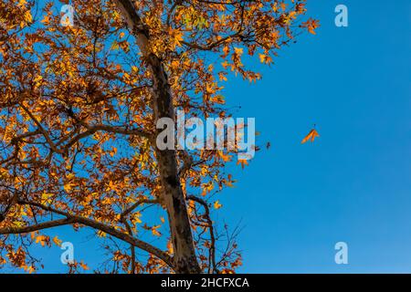 WESTERN Sycamore, Platanus racemosa, entlang des Bear Creek Pinnacles National Park, Kalifornien, USA Stockfoto