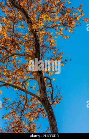 WESTERN Sycamore, Platanus racemosa, entlang des Bear Creek Pinnacles National Park, Kalifornien, USA Stockfoto