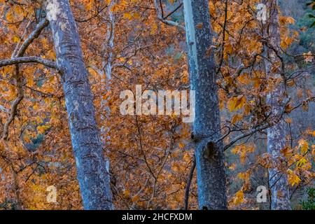 WESTERN Sycamore, Platanus racemosa, entlang des Bear Creek Pinnacles National Park, Kalifornien, USA Stockfoto