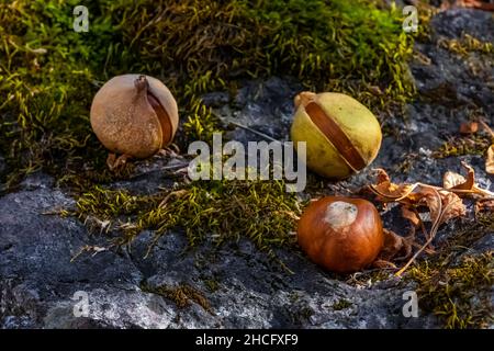 California Buckeye, Aesculus californica, Nüsse entlang Sycamore Trail im Pinnacles National Park Stockfoto