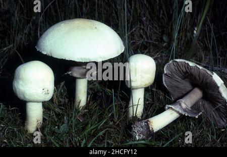 AGARICUS XANTHODERMUS, ALLGEMEIN BEKANNT ALS GELB FÄRBENDER PILZ. ES KANN BEI DEN MEISTEN MENSCHEN GIFTIG SEIN UND GASTROINTESTINALE STÖRUNGEN VERURSACHEN. Stockfoto