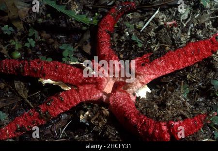 Clathrus archeri (syn Lysurus archeri, Anthurus archeri, Pseudocolus archeri), allgemein bekannt als Oktopus stinkhorn oder Teufelsfinger, ist ein Pilz Stockfoto