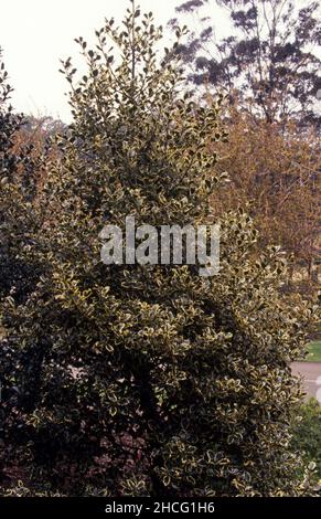ILEX AQUIFOLIUM ALLGEMEIN BEKANNT ALS GEWÖHNLICHES HOLLY, ENGLISCHES ODER EUROPÄISCHES HOLLY UND GELEGENTLICH WEIHNACHTSHOLLY. Stockfoto