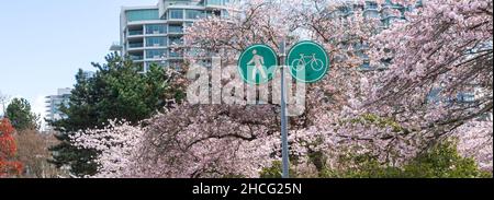 Fußgänger- und Fahrradweg-Schild mit Kirschblüten in voller Blüte. Eigentumswohnung-Wohnung im Hintergrund. Konzept des städtischen Stadtlebens. Stockfoto