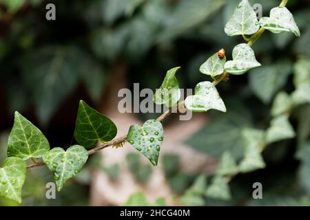 Der Coccinelli-Marienkäfer sitzt auf Efeu-Blättern im Garten. Dunkler Hintergrund. Vorderansicht. Stockfoto