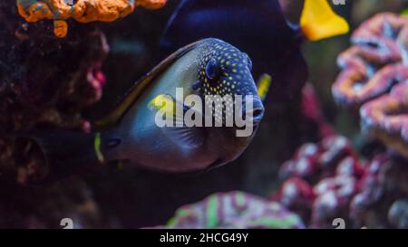 Aquarium Fischbecken gefüllt mit schönen exotischen Fischen. Unterwasserlebensraum Stockfoto