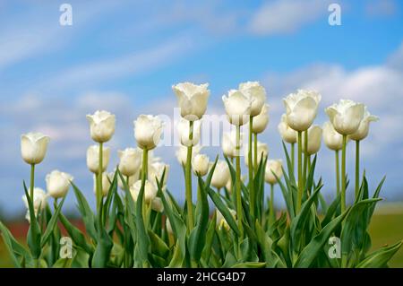 Zarte weiße Tulpen aus der Nähe des blauen Himmels. Seitenansicht. Stockfoto