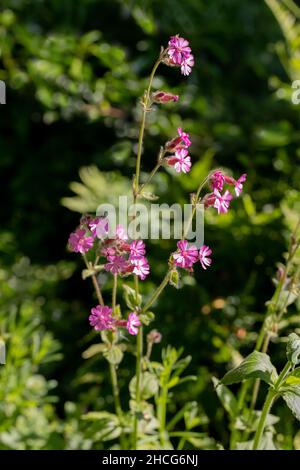 Roter Campion (Silene dioica). Männliche Blüten mit Staubgefäßen. Unisexuell. Behaarte Pflanze. Stockfoto