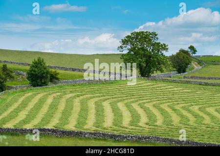 Frisch geschnitten Sie Mähwiese. Stockfoto