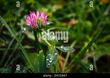 Nahaufnahme einer Blume aus rotem Kleeblatt mit grünen Blättern, die mit Tau bedeckt sind, auf einem verschwommenen Hintergrund Stockfoto