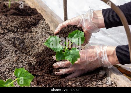 Handschuhen von Frauen, die Gurkensämlinge in einem Gewächshaus in den Boden Pflanzen Stockfoto