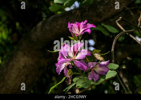 Die rosa Blüten des Orchideenbaums sind auf einem dunklen, unscharfen Hintergrund zu sehen. Bauhinia Stockfoto