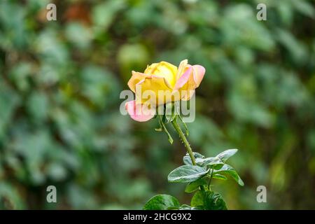 Seitenansicht einer gelb-rosa Blume Hybrid-Teerosen Nahaufnahme auf einem grünen unscharfen Hintergrund. Selektiver Fokus Stockfoto