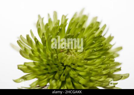 Nahaufnahme eines grünen Chrysanthemums isoliert auf weißem Hintergrund Stockfoto