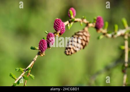 EUROPÄISCHE LÄRCHE GEMEINE LÄRCHE, Larix Dischidua. Weibliche Blüten, die Zapfen werden Stockfoto