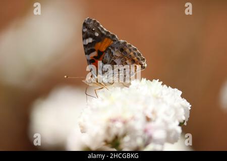 Gemalte Dame Schmetterling Fütterung aus lila Status. Stockfoto