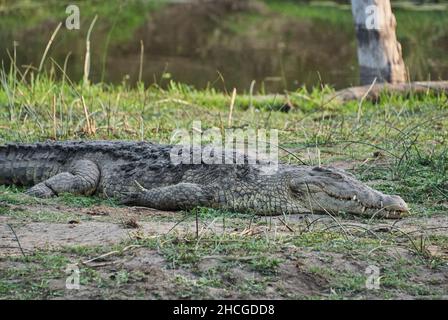 Große Krokodile, Crocodylidae, auch echte Krokodile ist eine große semiaquatische Reptilien, die auf einem Flussufer in Afrika liegt Stockfoto