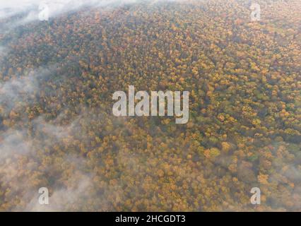 Herbstwald aus der Vogelperspektive ist mit Nebel bedeckt Stockfoto