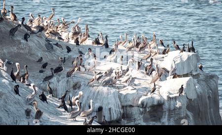 Weiße Pelikane auf dem Gletscher im Wasser Stockfoto