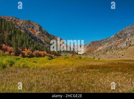 Bear River Range, Blacksmith Fork Canyon Road (SR101), Fall Colors, in der Nähe von Hyrum, Wasatch Range, Uinta Wasatch Cache National Forest, Utah, USA Stockfoto