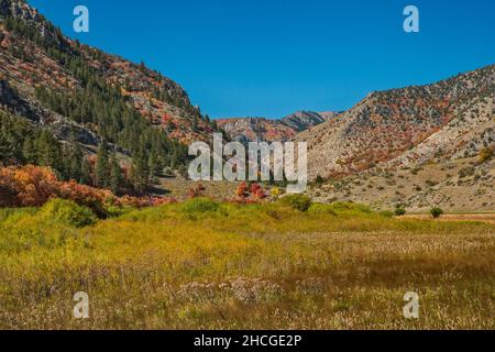 Bear River Range, Blacksmith Fork Canyon Road (SR101), Fall Colors, in der Nähe von Hyrum, Wasatch Range, Uinta Wasatch Cache National Forest, Utah, USA Stockfoto