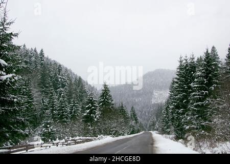 Asphaltstraße zwischen dem verschneiten Wald. Straße im Alpenwald. Stockfoto