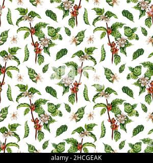 Aquarell-Malmuster von Kaffeezweigen. Grüne, rote Beeren, Blumen und Bohnen. Kaffeeplantage. Tropische Landwirtschaft. Lokaler Bio-Kaffee f Stockfoto