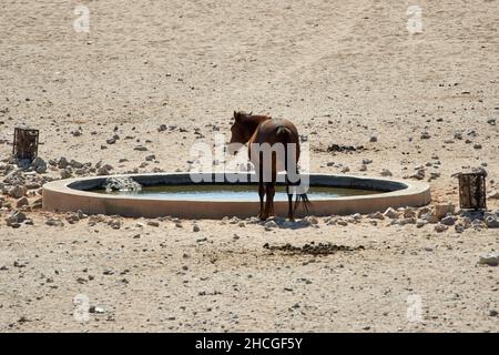 Wildpferd der Namib-Wüste am Wasserloch bei aus, Namibia, Afrika. Stockfoto