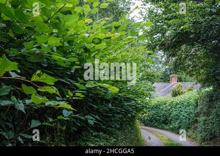 Eine Hasel Hecke in einer Landstraße auf der Route des Offas Dyke Path, in der Nähe von Montgomery, Powys, Wales Stockfoto