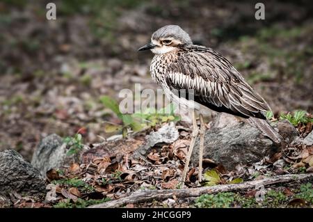 Bush Stone-Curlew gut getarnt in seinem Lebensraum. Stockfoto