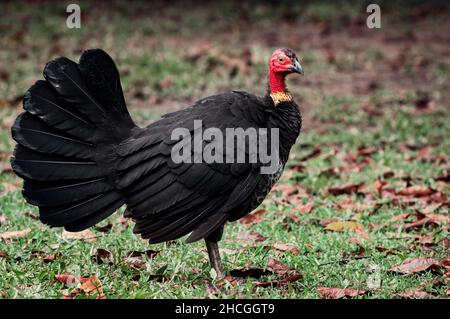 Australischer Buschturkey oder Schrubber in Küstenwäldern. Stockfoto