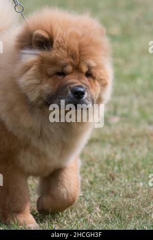 Chow Chow geht zur Kamera Stockfoto