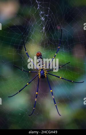 Ansicht von unten einer schönen Golden Orb Web Spinne (Nephila Pilipes) Stockfoto