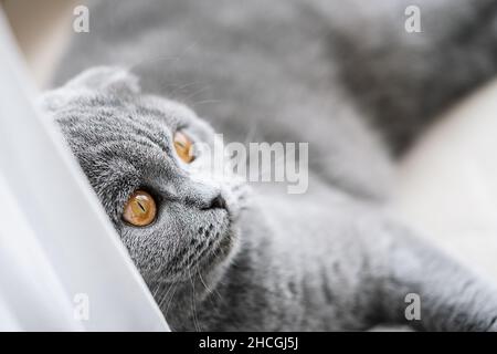 Wunderschöne schottische Faltkatze, die in einem Zimmer auf einem Fenstervorsprung ruht, mit gelben Augen Stockfoto