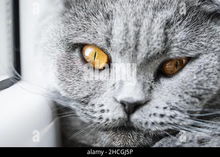 Britische Kurzhaar-Katze, die auf einem weißen Fenster liegt, mit gelben Augen, die auf die Kamera schauen Stockfoto