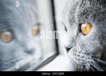 Britische Kurzhaar-Katze, die auf einem weißen Fenster liegt, mit gelben Augen, die auf die Kamera schauen Stockfoto