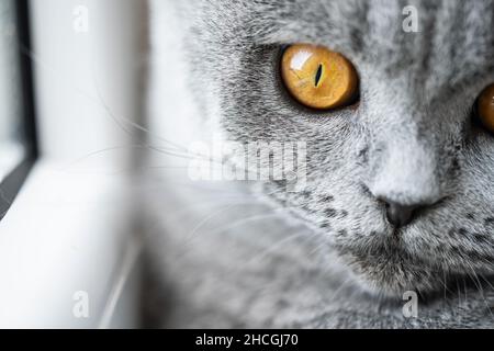 schottische Falte Katze auf einem Fenster mit gelben Augen nach draußen schauen Stockfoto