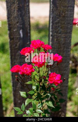 Rosa Rose blüht an einem sonnigen Tag Stockfoto