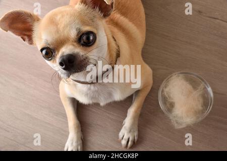 Haarloser Hund mit chihuahua-Aussehen und Glasschale voller Haare auf Holzboden. Draufsicht. Horizontale Ansicht. Stockfoto