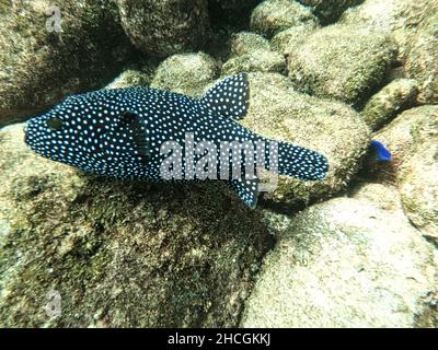 Weißer Spottentaucher, der über Steinen schwimmt Stockfoto